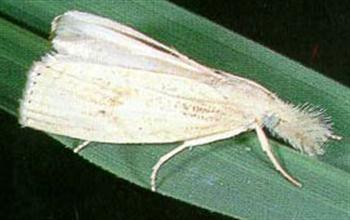 ساقه خور برنج